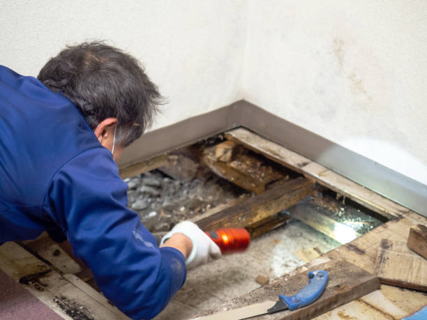 Best Mold Damage Restoration  in Machesney Park, IL